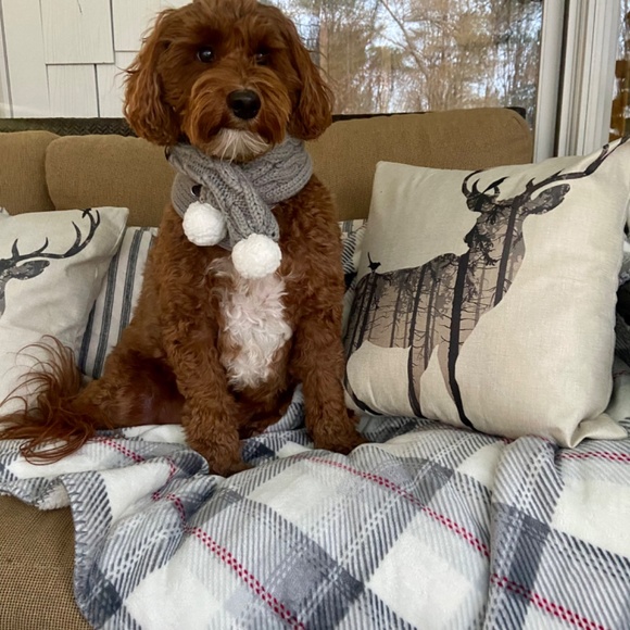 - UGG dog scarf. Used once for a photo shoot. Gray cable knit, white Pom p… - Picture 5 of 5